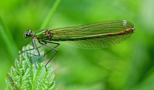 Calopteryx splendens